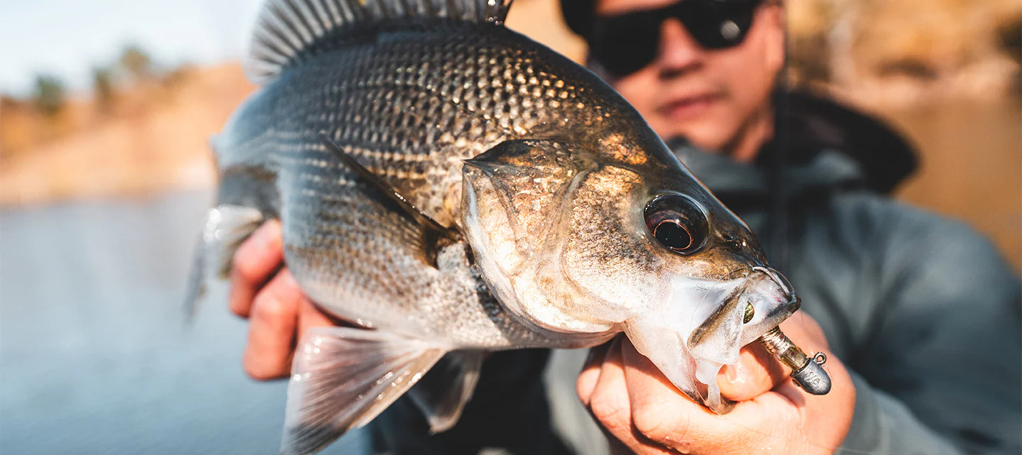 Bait Junkie Minnow 2.5 Inch