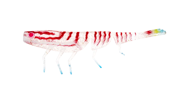 Bait Junkie Prawn 4 inches
